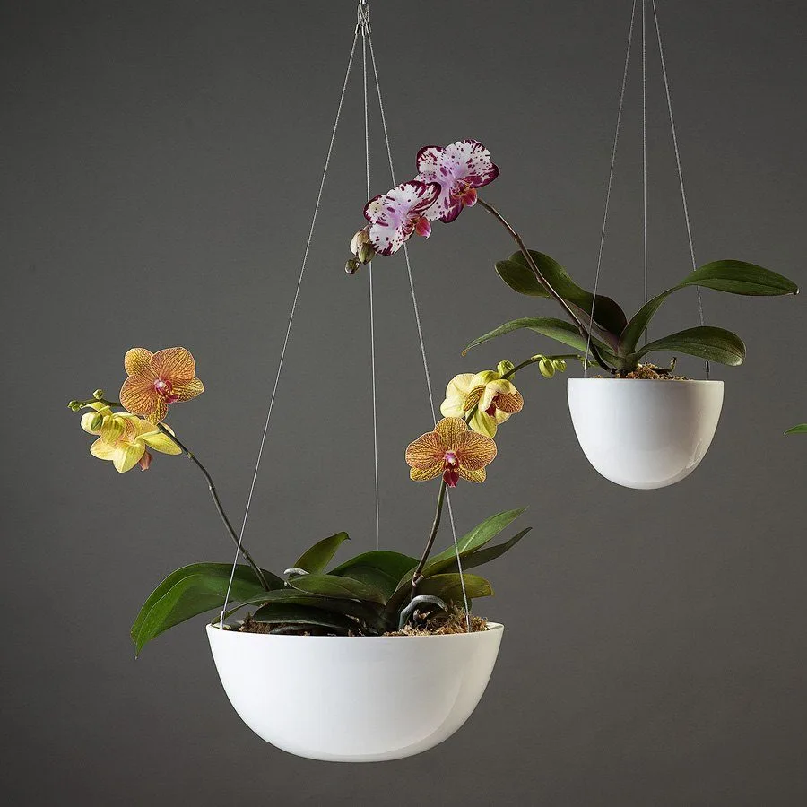 Angus & Celeste - The Moth Orchid (Phalaenopsis) Angus & Celeste - The Moth Orchid (Phalaenopsis)
