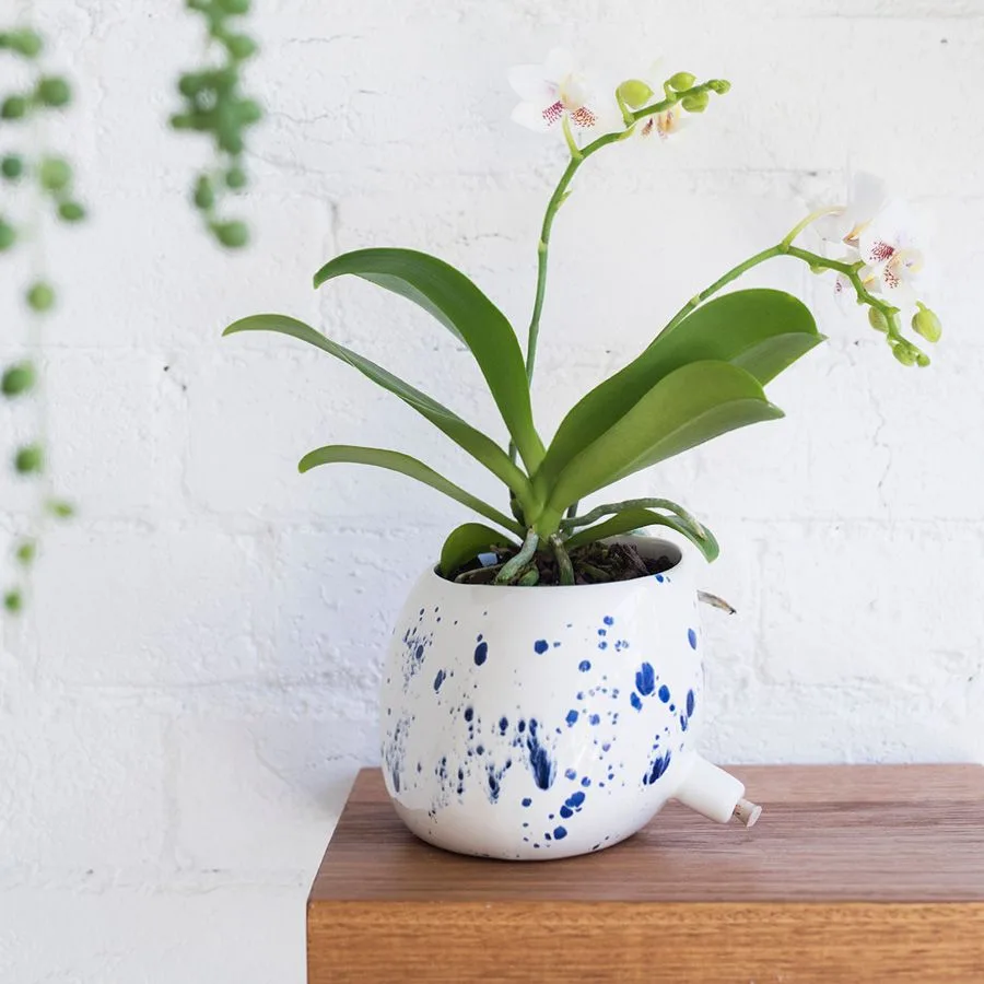 The Moth Orchid (Phalaenopsis)
