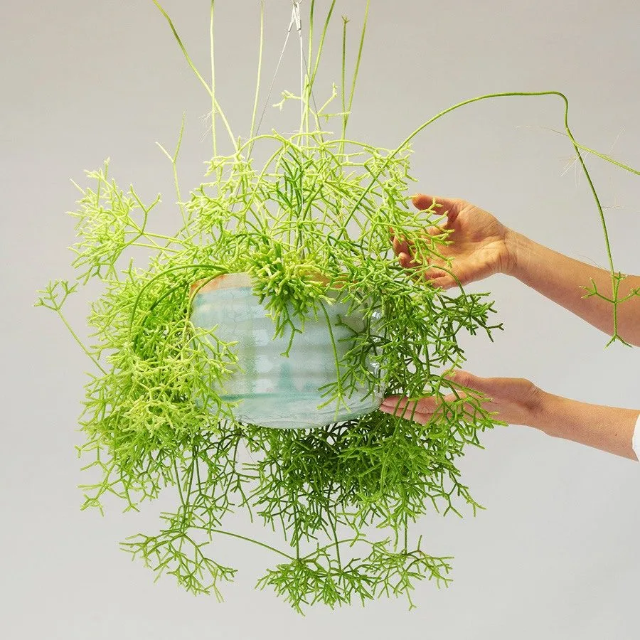 Rhipsalis Family
