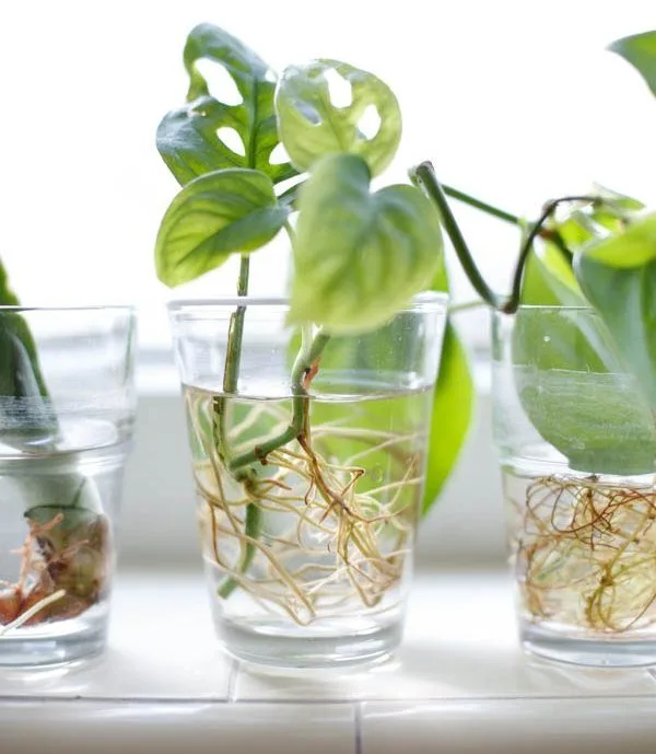 Five Holes Plant (Monstera Adansonii) | Angus & Celeste