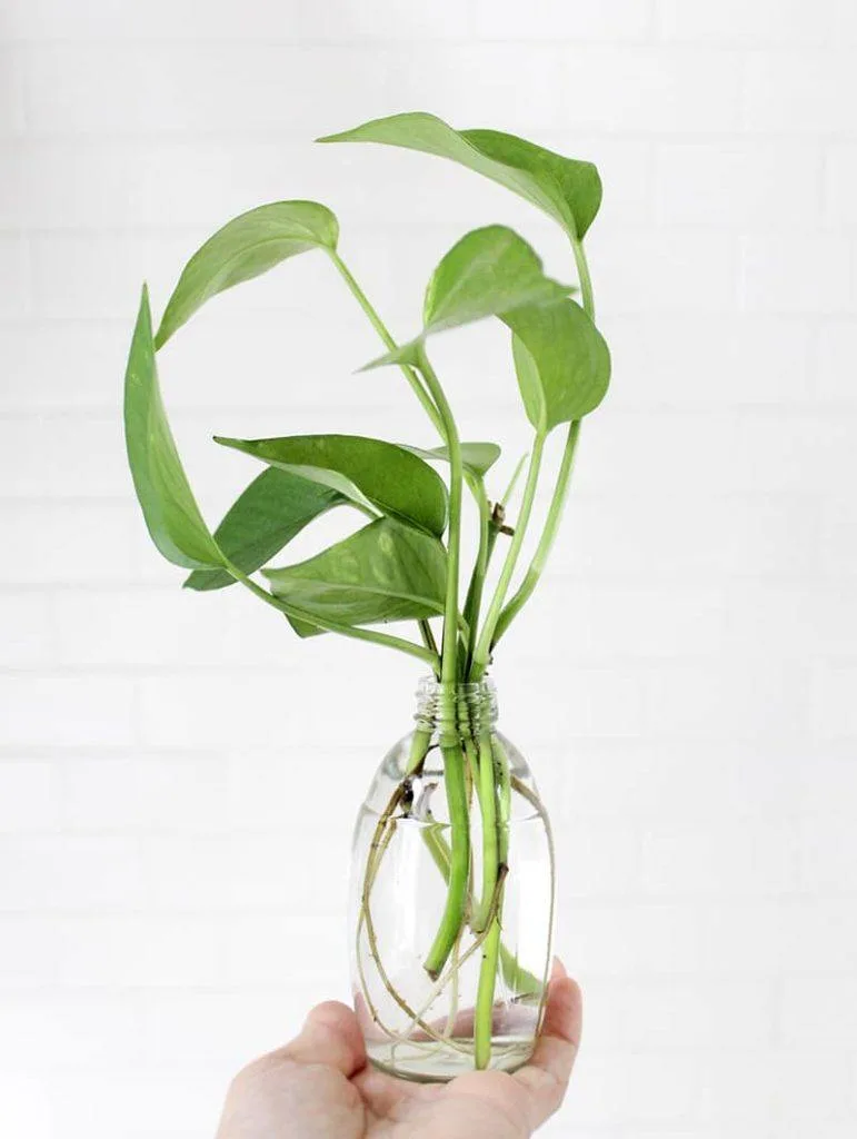 Angus & Celeste - Devil's Ivy (Epipremnum Aureum) Angus & Celeste - Devil's Ivy (Epipremnum Aureum)