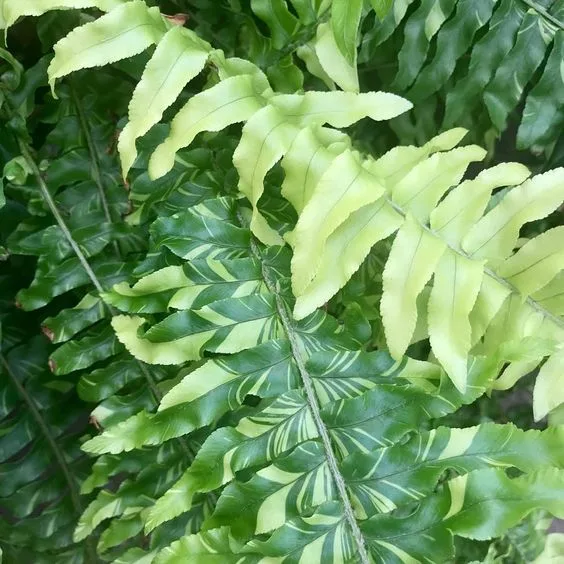Angus & Celeste - Boston Fern (Nephrolepis Exaltata) Angus & Celeste - Boston Fern (Nephrolepis Exaltata)
