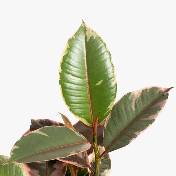 Angus & Celeste - Rubber Plant (Ficus Elastica) Angus & Celeste - Rubber Plant (Ficus Elastica)