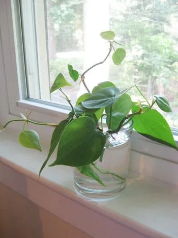 Angus & Celeste - Heart Leaf Philodendron (Philodendron Hederaceum) Angus & Celeste - Heart Leaf Philodendron (Philodendron Hederaceum)