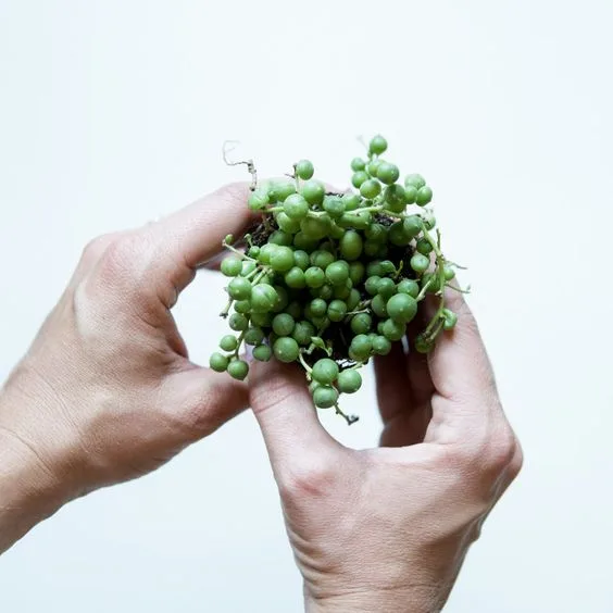 Angus & Celeste - String of Pearls (Senecio Rowleyanus) Angus & Celeste - String of Pearls (Senecio Rowleyanus)