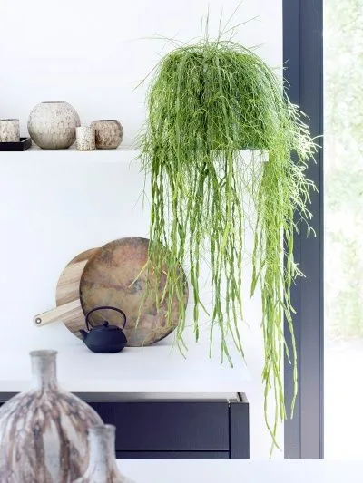 Angus & Celeste - Rhipsalis Family Angus & Celeste - Rhipsalis Family