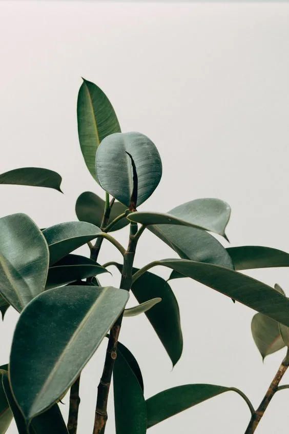 Angus & Celeste - Rubber Plant (Ficus Elastica) Angus & Celeste - Rubber Plant (Ficus Elastica)