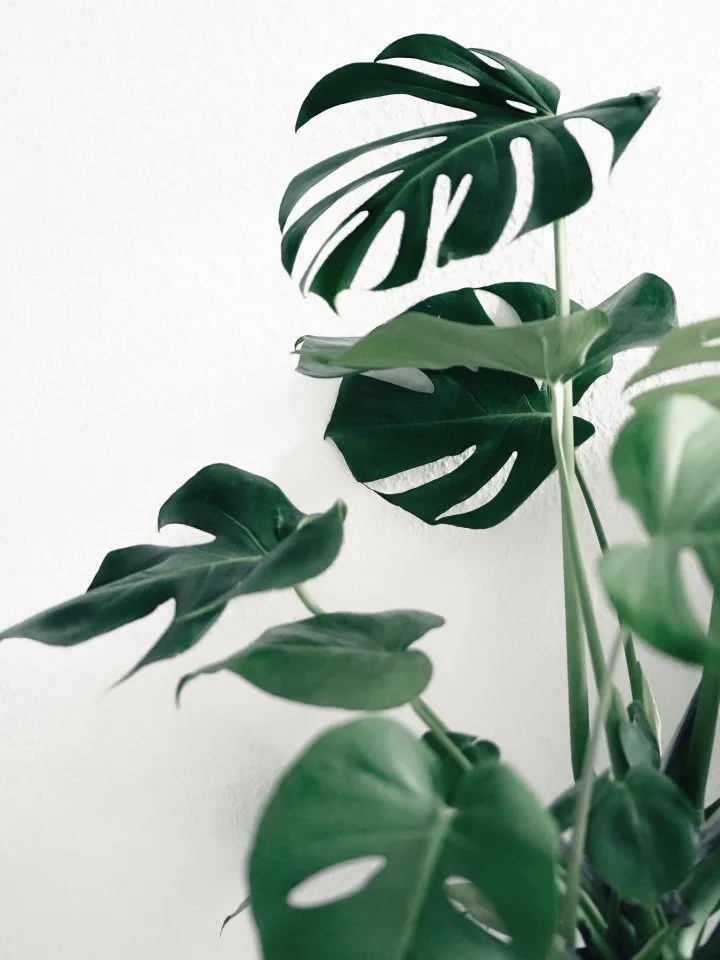 Angus & Celeste - Fruit Salad Plant (Monstera Deliciosa) Angus & Celeste - Fruit Salad Plant (Monstera Deliciosa)