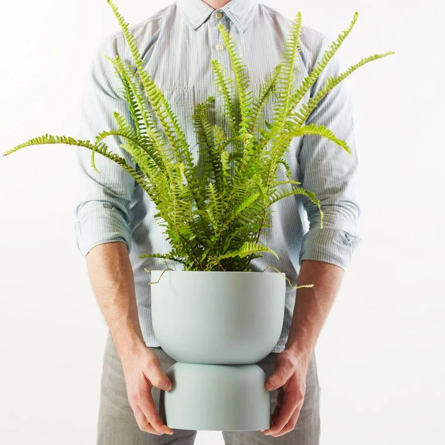 Boston Fern (Nephrolepis Exaltata)