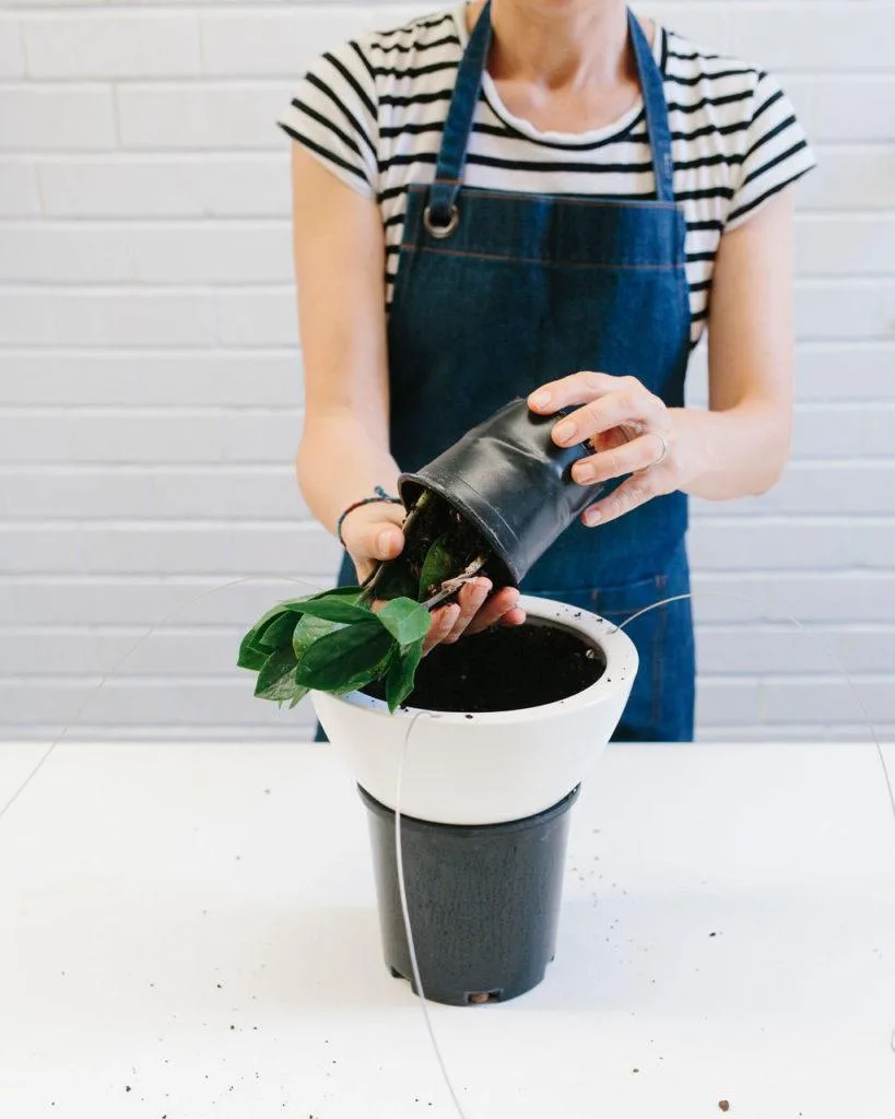 Angus & Celeste - How to pot up a Hanging Planter by Angus & Celeste Angus & Celeste - How to pot up a Hanging Planter by Angus & Celeste
