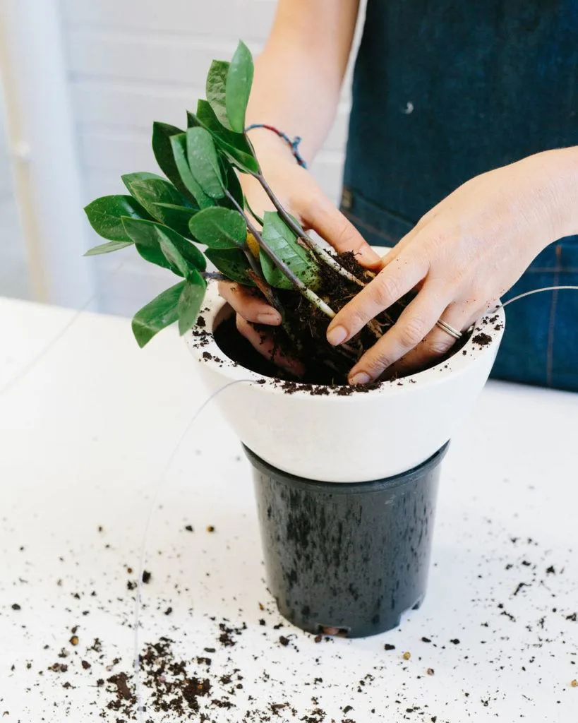 Angus & Celeste - How to pot up a Hanging Planter by Angus & Celeste Angus & Celeste - How to pot up a Hanging Planter by Angus & Celeste