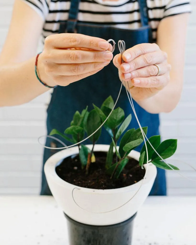 Angus & Celeste - How to pot up a Hanging Planter by Angus & Celeste Angus & Celeste - How to pot up a Hanging Planter by Angus & Celeste