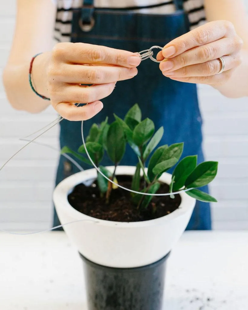 Angus & Celeste - How to pot up a Hanging Planter by Angus & Celeste Angus & Celeste - How to pot up a Hanging Planter by Angus & Celeste