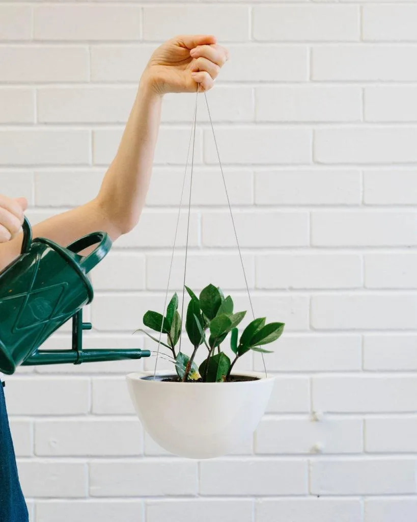 Angus & Celeste - How to pot up a Hanging Planter by Angus & Celeste Angus & Celeste - How to pot up a Hanging Planter by Angus & Celeste