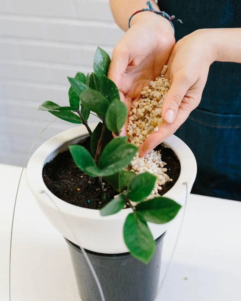 Angus & Celeste - How to pot up a Hanging Planter by Angus & Celeste Angus & Celeste - How to pot up a Hanging Planter by Angus & Celeste