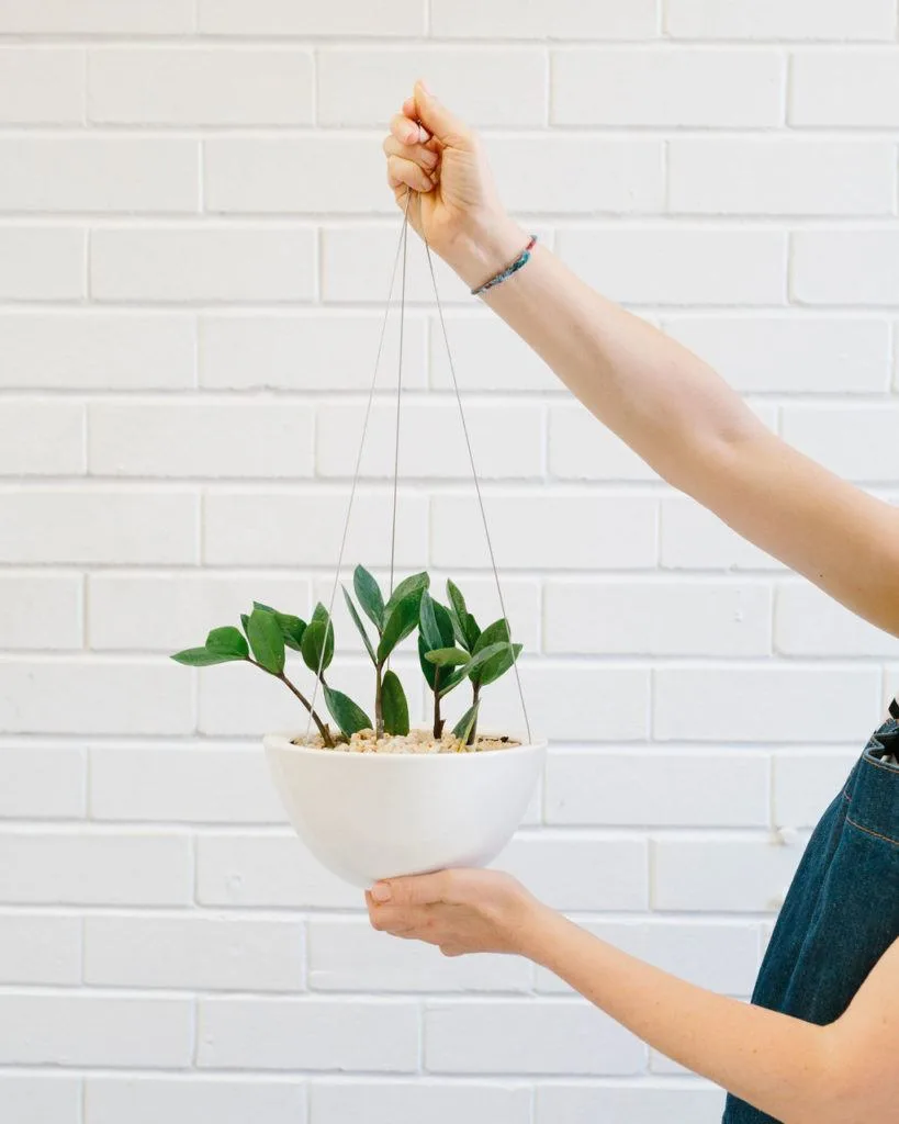 Angus & Celeste - How to pot up a Hanging Planter by Angus & Celeste Angus & Celeste - How to pot up a Hanging Planter by Angus & Celeste