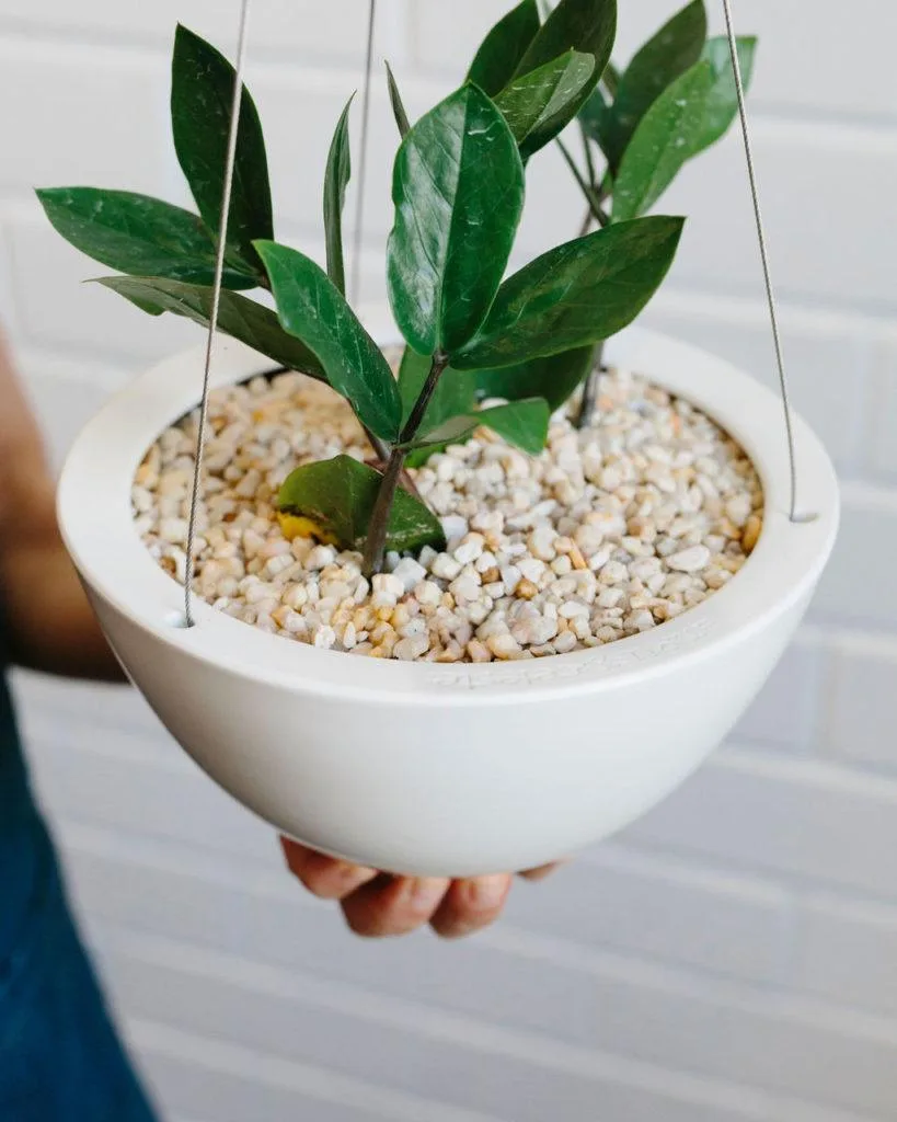Angus & Celeste - How to pot up a Hanging Planter by Angus & Celeste Angus & Celeste - How to pot up a Hanging Planter by Angus & Celeste