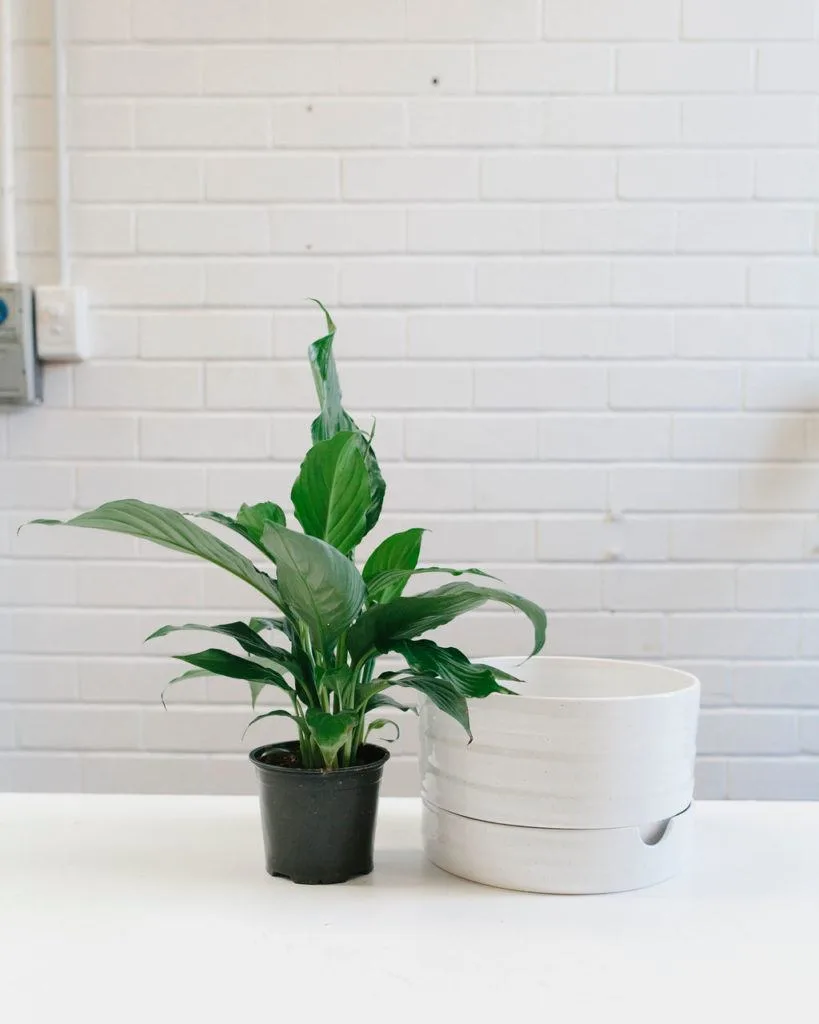 Angus & Celeste - How to pot up a Plant Pot by Angus & Celeste Angus & Celeste - How to pot up a Plant Pot by Angus & Celeste