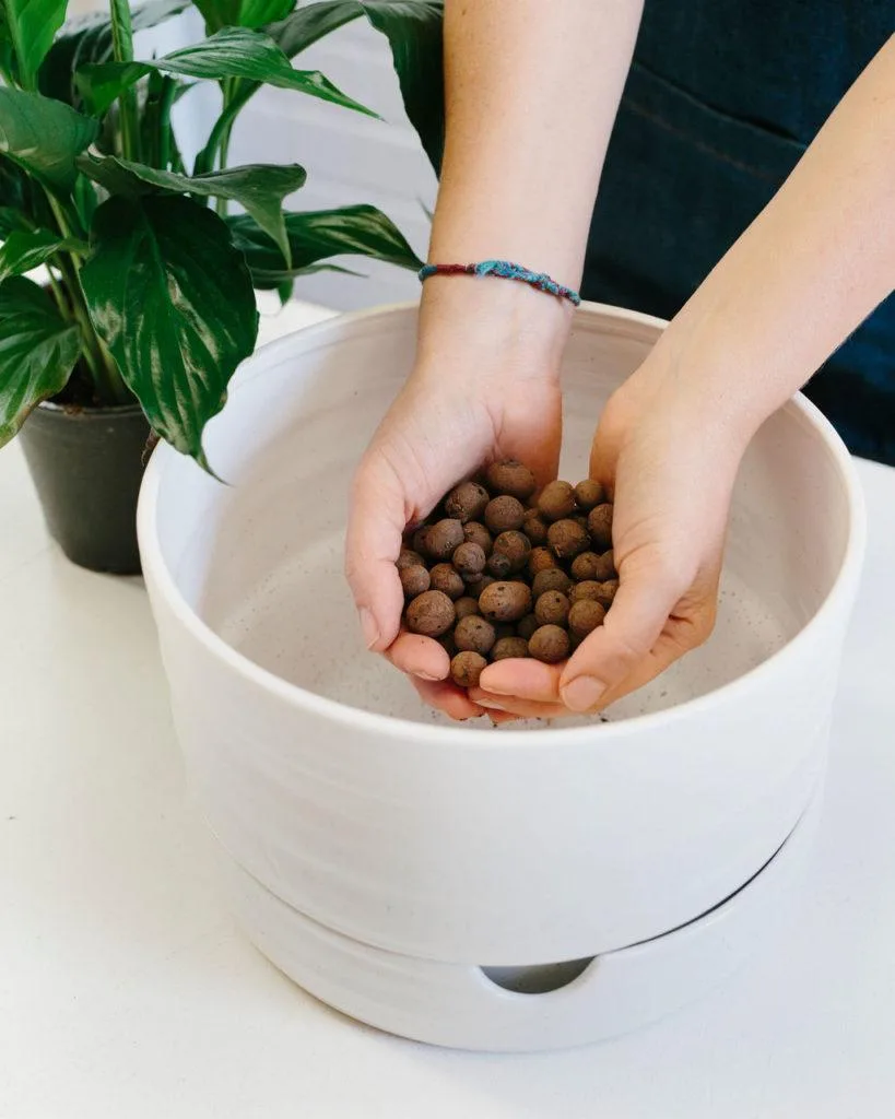 Angus & Celeste - How to pot up a Plant Pot by Angus & Celeste Angus & Celeste - How to pot up a Plant Pot by Angus & Celeste