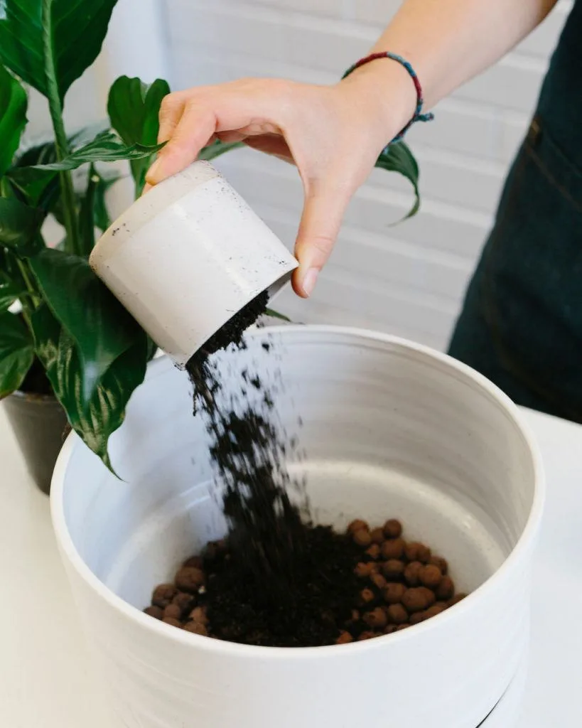 Angus & Celeste - How to pot up a Plant Pot by Angus & Celeste Angus & Celeste - How to pot up a Plant Pot by Angus & Celeste