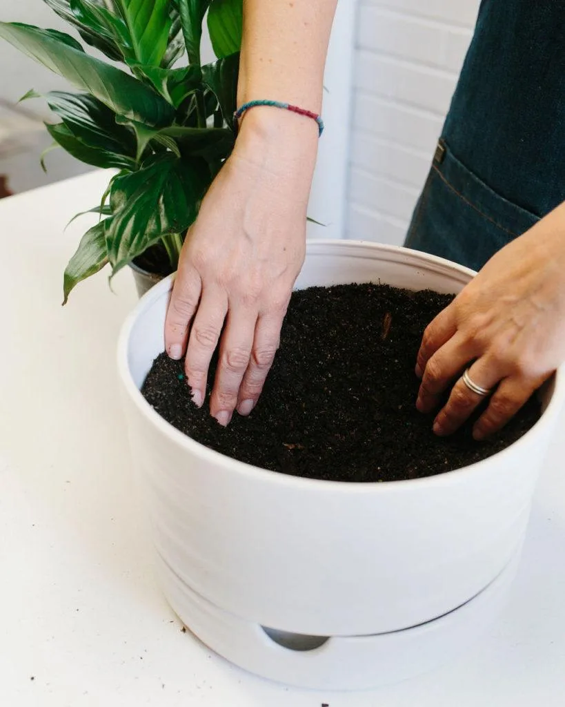 Angus & Celeste - How to pot up a Plant Pot by Angus & Celeste Angus & Celeste - How to pot up a Plant Pot by Angus & Celeste