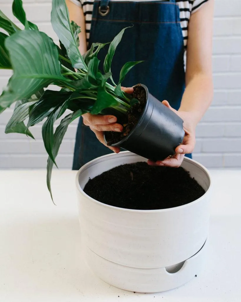 Angus & Celeste - How to pot up a Plant Pot by Angus & Celeste Angus & Celeste - How to pot up a Plant Pot by Angus & Celeste