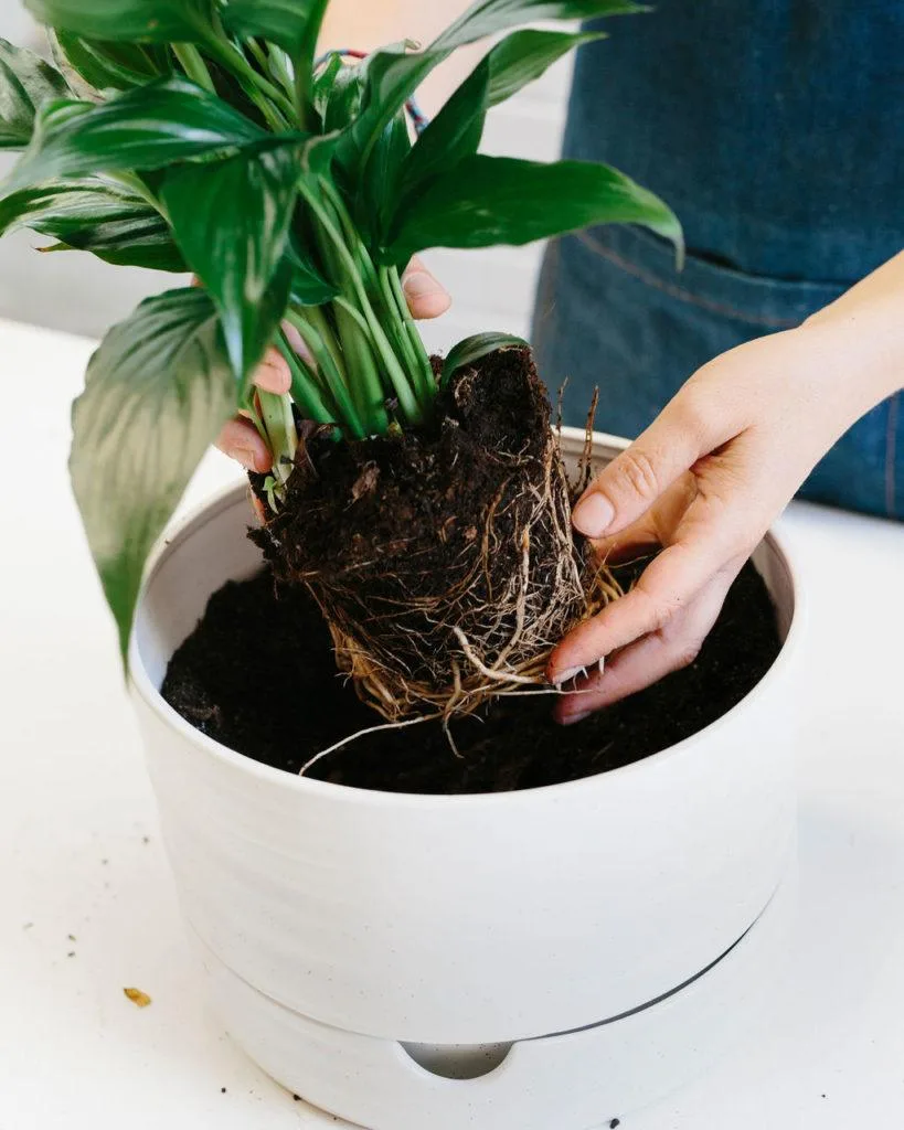 Angus & Celeste - How to pot up a Plant Pot by Angus & Celeste Angus & Celeste - How to pot up a Plant Pot by Angus & Celeste
