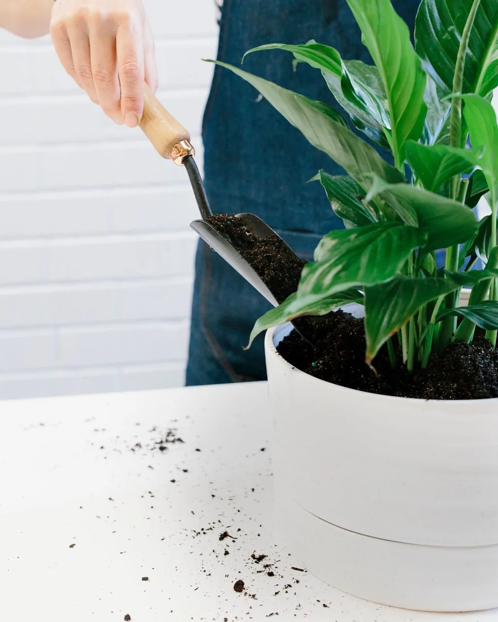 Angus & Celeste - How to pot up a Plant Pot by Angus & Celeste Angus & Celeste - How to pot up a Plant Pot by Angus & Celeste