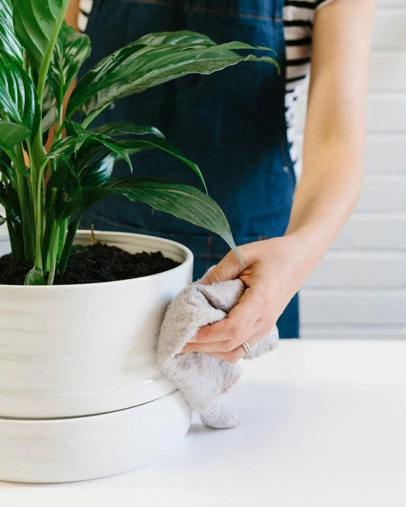 Angus & Celeste - How to pot up a Plant Pot by Angus & Celeste Angus & Celeste - How to pot up a Plant Pot by Angus & Celeste