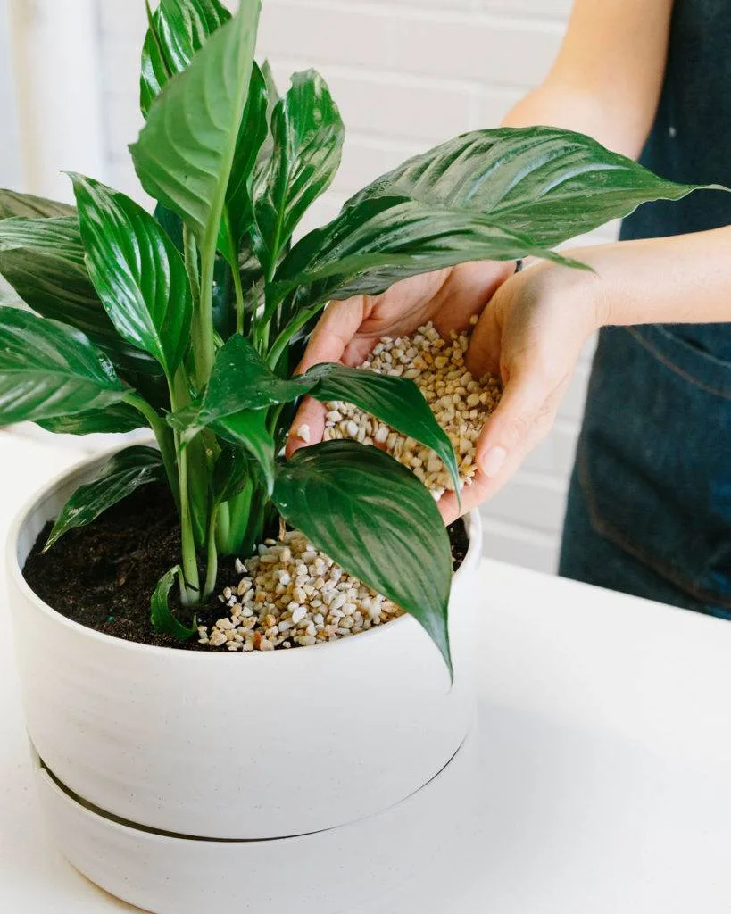 Angus & Celeste - How to pot up a Plant Pot by Angus & Celeste Angus & Celeste - How to pot up a Plant Pot by Angus & Celeste