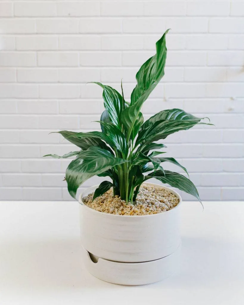 Angus & Celeste - How to pot up a Plant Pot by Angus & Celeste Angus & Celeste - How to pot up a Plant Pot by Angus & Celeste