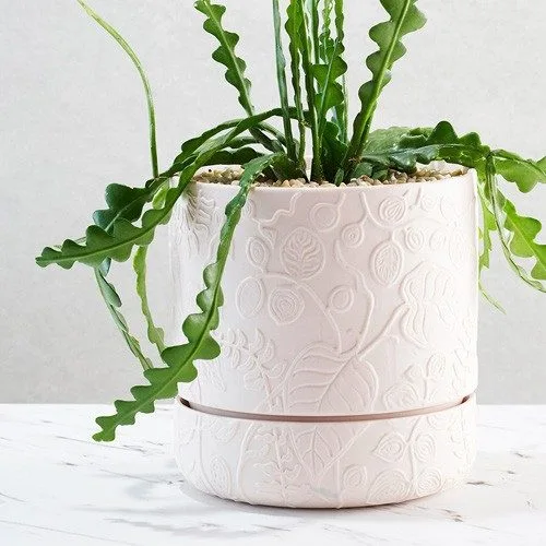 Fishbone Cactus (Epiphyllum Anguliger)