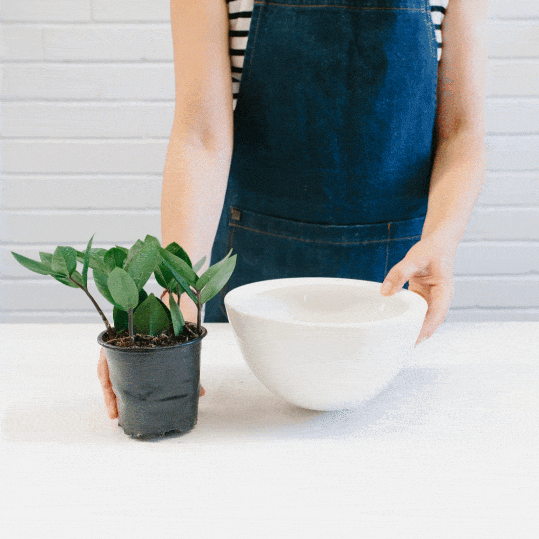 Angus & Celeste - How to pot up a Hanging Planter by Angus & Celeste Angus & Celeste - How to pot up a Hanging Planter by Angus & Celeste
