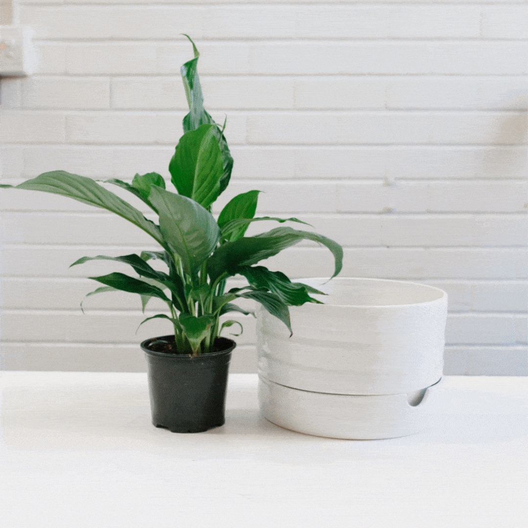 Angus & Celeste - How to pot up a Plant Pot by Angus & Celeste Angus & Celeste - How to pot up a Plant Pot by Angus & Celeste