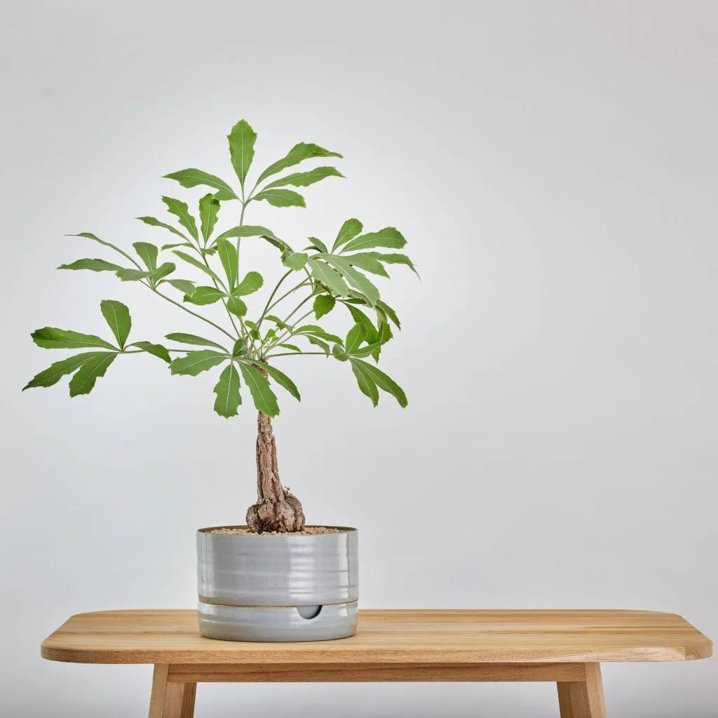 Angus & Celeste Self Watering Plant Pots