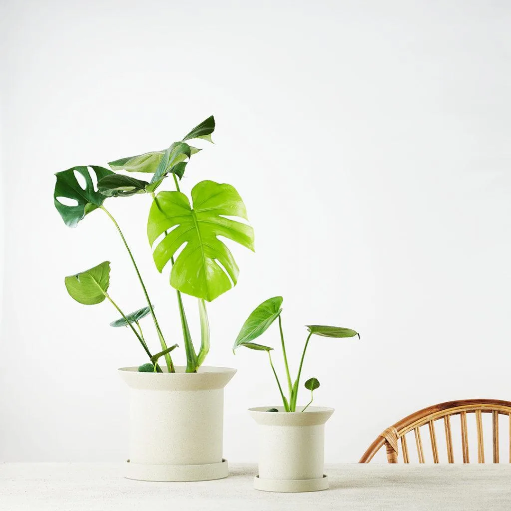 Why Do Monstera Leaves Have Holes?