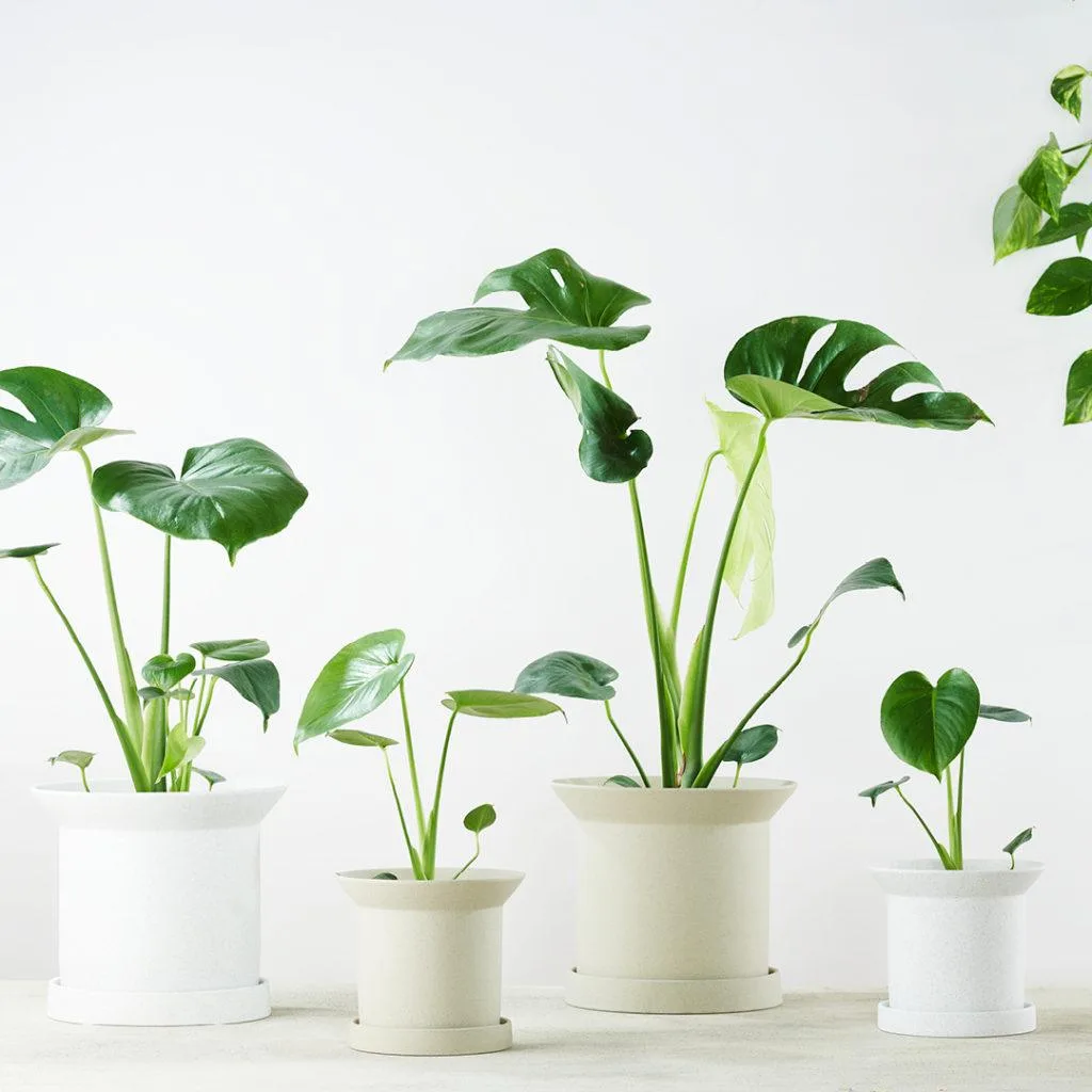 Angus & Celeste - Why Do Monstera Leaves Have Holes? Angus & Celeste - Why Do Monstera Leaves Have Holes?