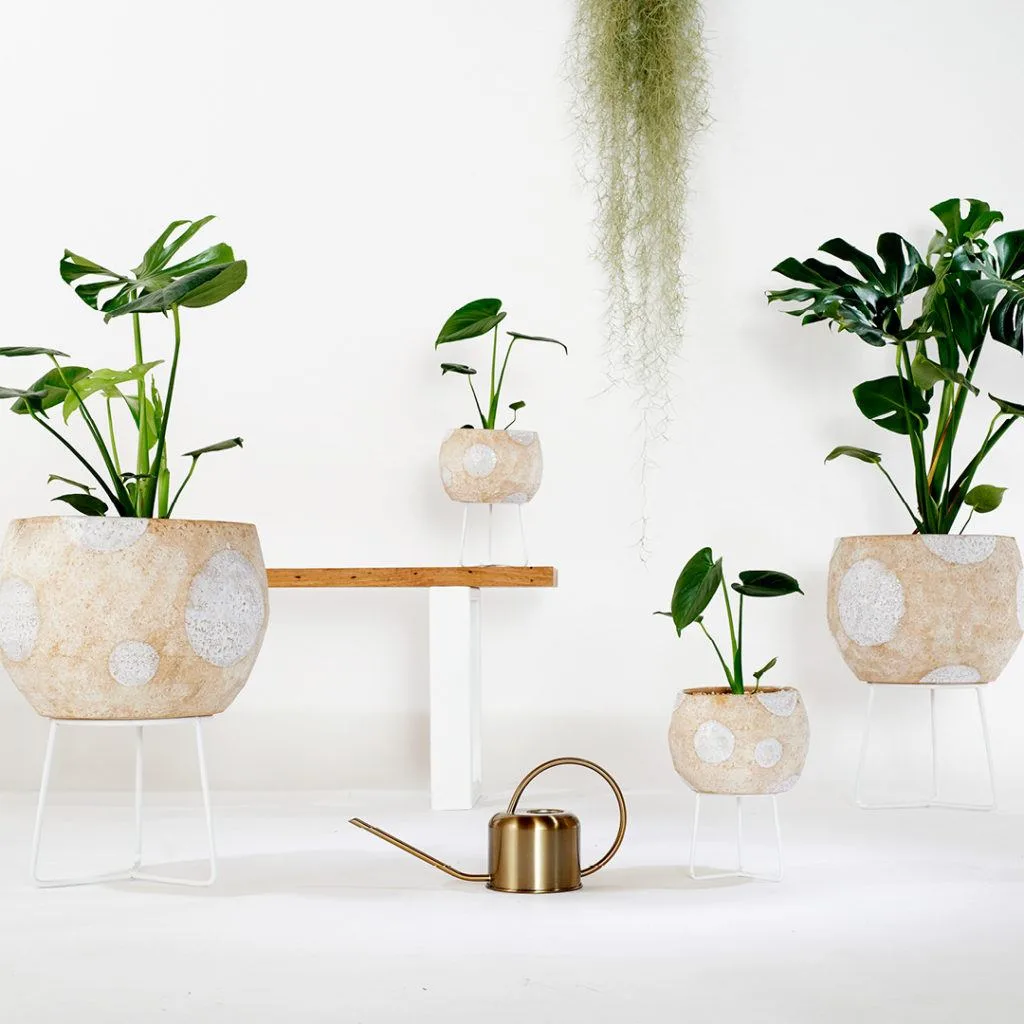 Angus & Celeste - Why Do Monstera Leaves Have Holes? Angus & Celeste - Why Do Monstera Leaves Have Holes?