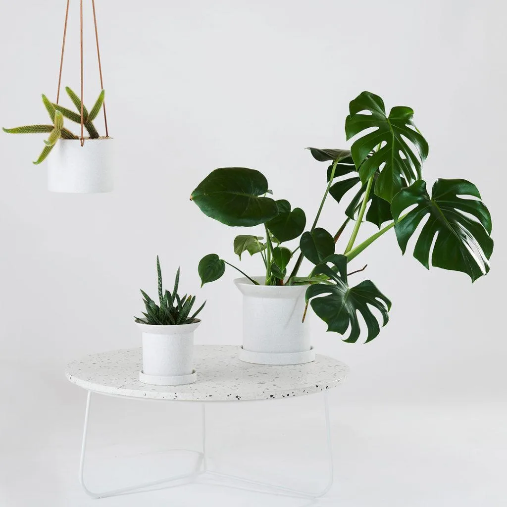 Angus & Celeste - Why Do Monstera Leaves Have Holes? Angus & Celeste - Why Do Monstera Leaves Have Holes?