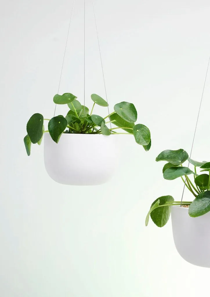 Angus & Celeste Raw Earth Chalk White