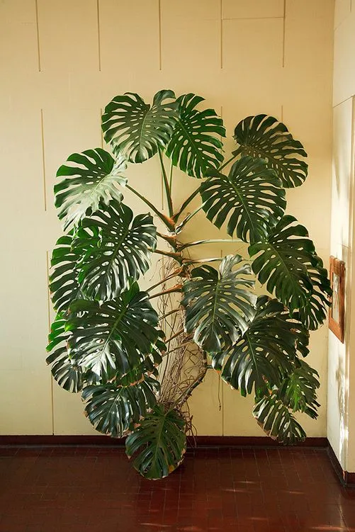 Why Do Monstera Leaves Have Holes? | Angus & Celeste