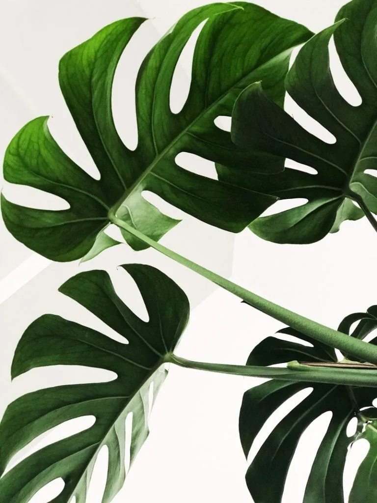 Angus & Celeste - Why Do Monstera Leaves Have Holes? Angus & Celeste - Why Do Monstera Leaves Have Holes?