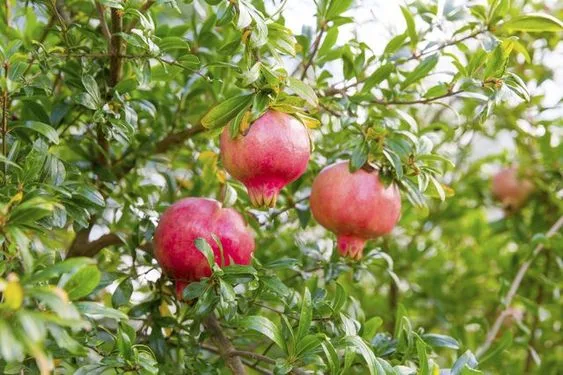 Angus & Celeste - Pomegranate (a history & recipe). Angus & Celeste - Pomegranate (a history & recipe).