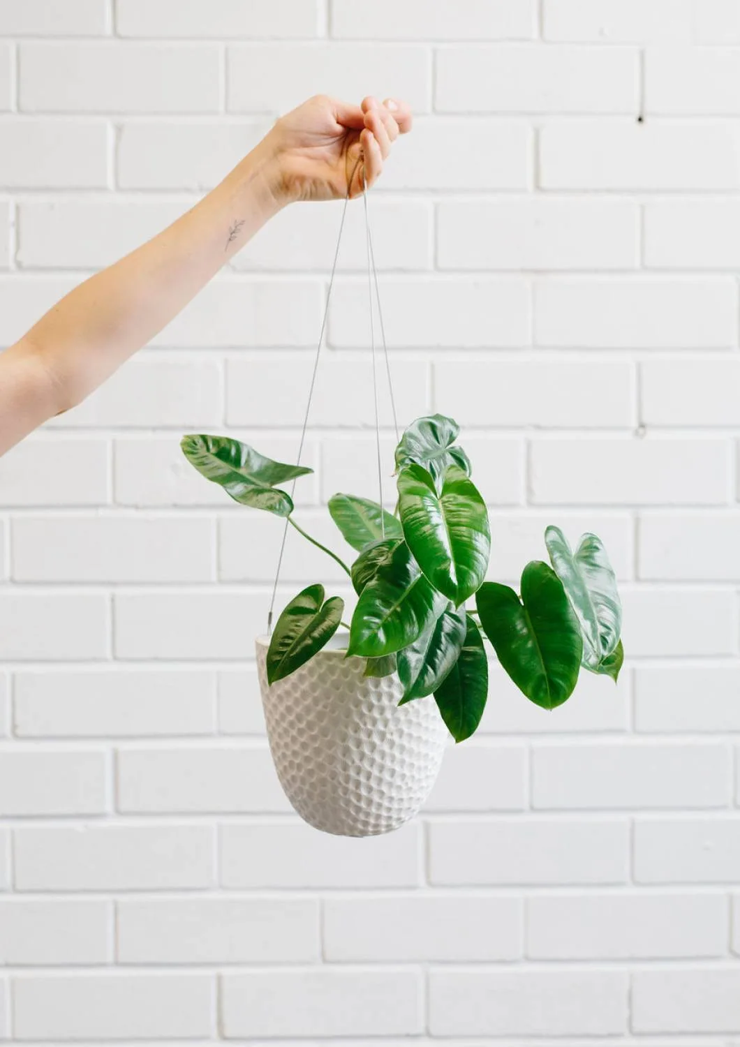 Angus & Celeste Embossed Hanging Planter