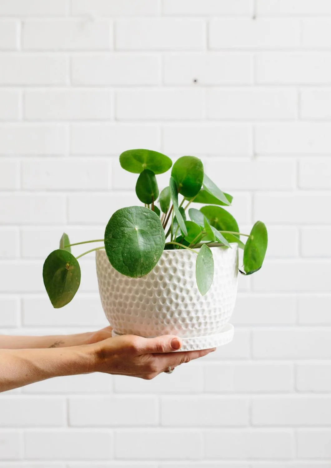 Angus & Celeste Embossed Plant Pot