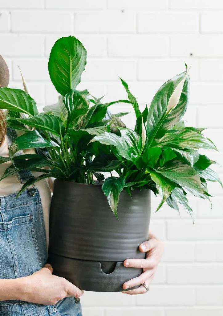 Angus & Celeste - Peace Lily (Spathiphyllum) Angus & Celeste Self Watering Plant Pot Tall Matt Black photographed by Rae Fallon for Stackwood. If you're interested to see how to pot up a Peace Lily in a Self Watering Plant Pot, check out our guide here!