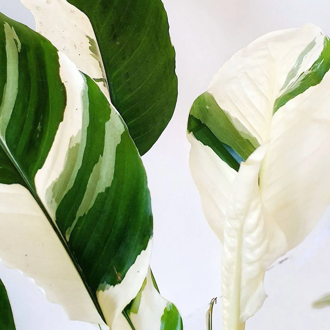 Peace Lily (Spathiphyllum) | Angus & Celeste