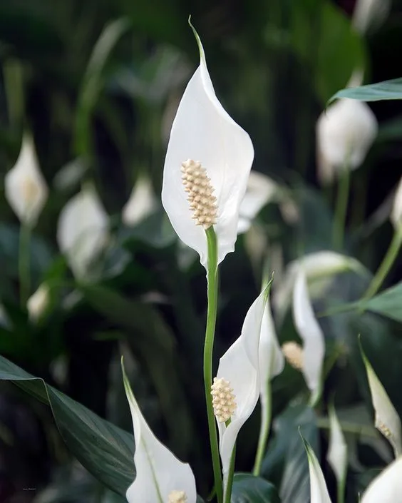 Angus & Celeste - Peace Lily (Spathiphyllum) Such an elegant flower. Photo from House of Plants.