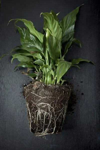 Angus & Celeste - Peace Lily (Spathiphyllum) Don't forget to keep an eye on when you need to re-pot. A rootbound Peace Lily isn’t able to absorb the fertiliser, nutrients or water it needs when the roots have nowhere left to go! Image via Gardening Know How.