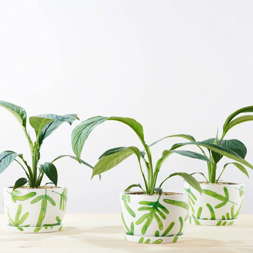 Angus & Celeste - Peace Lily (Spathiphyllum) Three happy Peace Lily plants all in a row in our Monarch Fern Decorative Plant Pots.